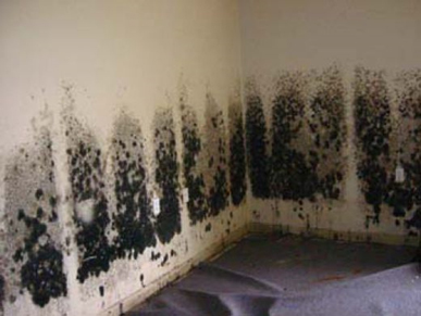 Mold and Mildew Removal Union,  NJ